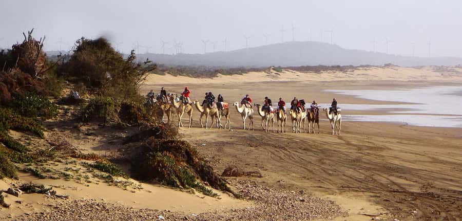 Essaouira: 2-Hour Camel Ride - Who Should Book This Camel Ride (and Who Should Skip)
