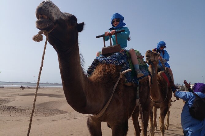 Essaouira: 2H camel/pick up and drop off including - Animal care and safety: what to expect from the operation