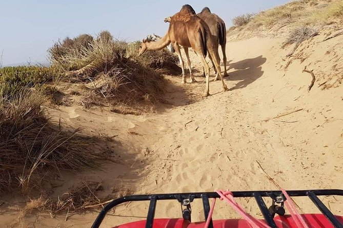 Essaouira: 2H/Quad+1H/Dromedary ride free transfer - The Portuguese Borj stop: quick culture without losing momentum