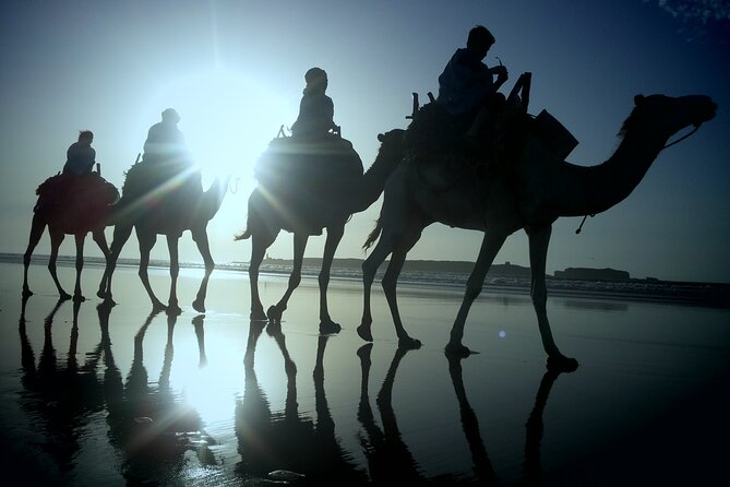 Essaouira: 2H/Quad+1H/Dromedary ride free transfer - Pine forest riding with animals: why it feels different