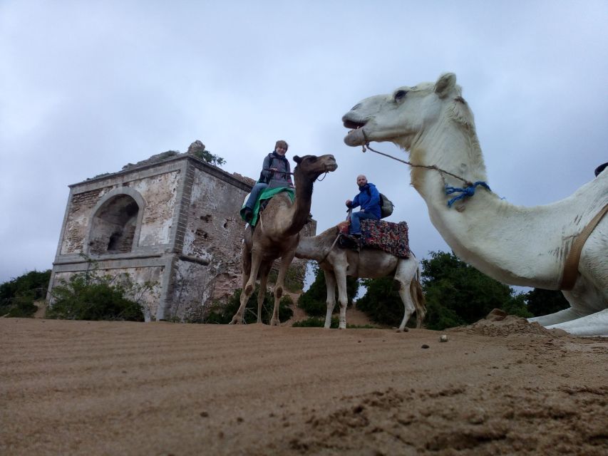 Essaouira: 3-Hour Dromedary Ride and Berber Tent Overnight - From Thuya Forest to Omar Dunes: The Section Most People Will Remember