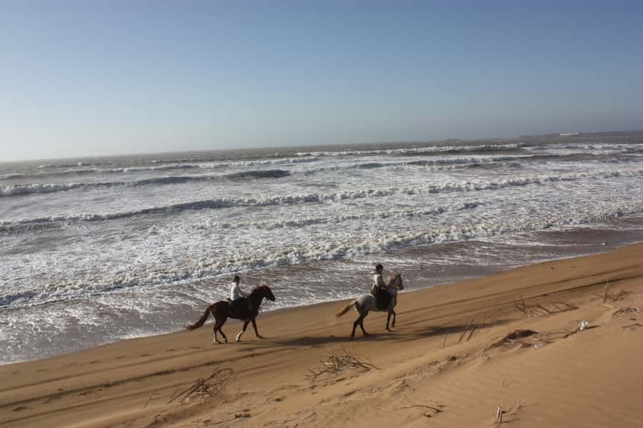 Essaouira: 3-Hour Horseback Ride - Ranch de Diabat, Mogador Island, and the beach-to-forest rhythm