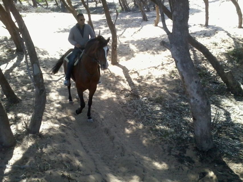 Essaouira: 3-Hour Horseback Ride - Coming back through lush forest: when the ride slows down