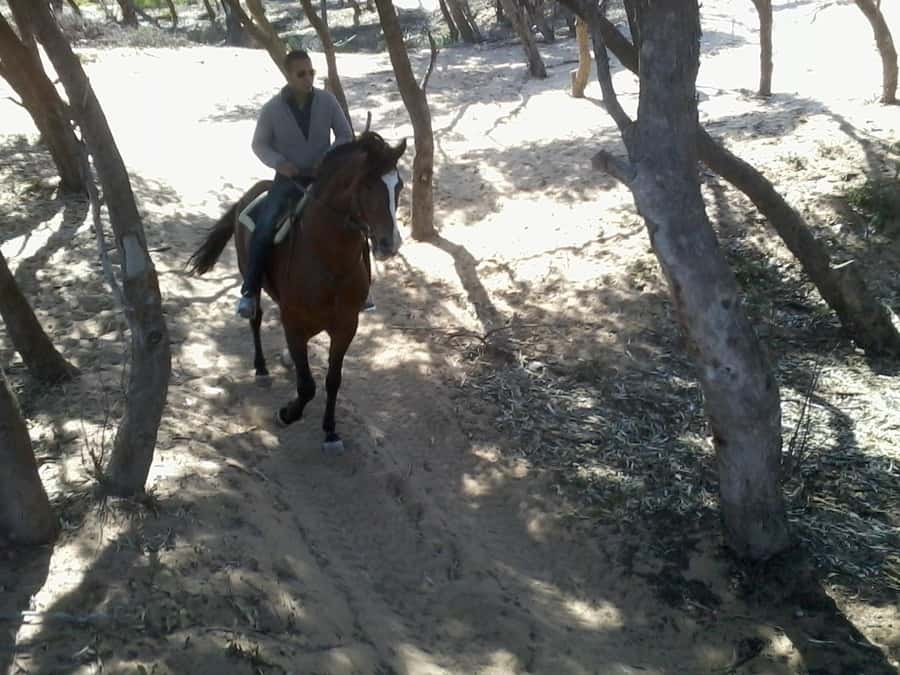 Essaouira: 3-Hour Horseback Ride - Who this tour fits best in Essaouira