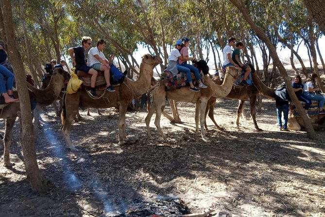 Essaouira Activities: Discover Essaouira by Quad - Argan forest walking: a calmer pause in the middle of it all