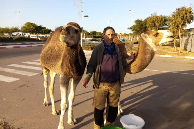 Essaouira Activities: Discover Essaouira by Quad - Who should book this, and who might skip it