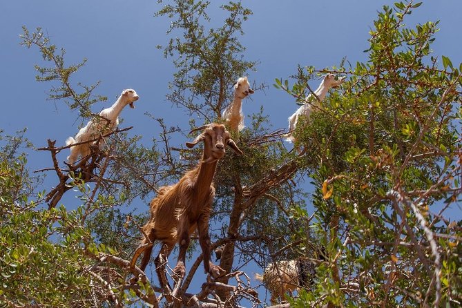 Essaouira Beach: Private Full-Day Luxury Trip from Marrakech - Stop 5: Le Val d’Argan and the goats-in-trees moment