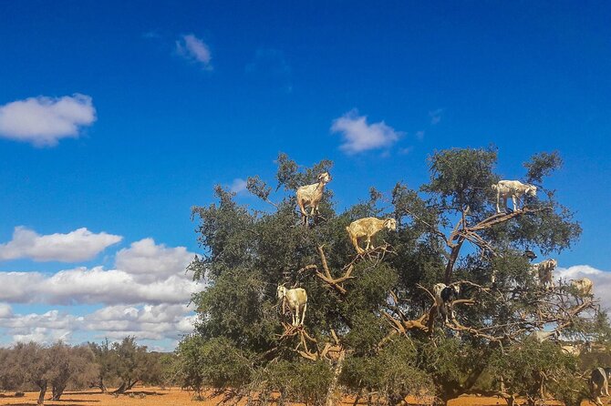 Essaouira Coast Day Trip From Marrakech - Argan route pit stops: Tafetachte goats and Ounagha women’s cooperative