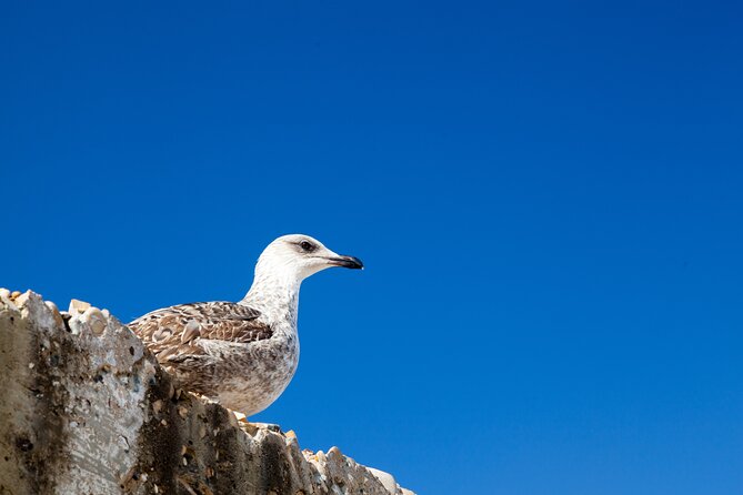 Essaouira Coast Day Trip From Marrakech - FAQ