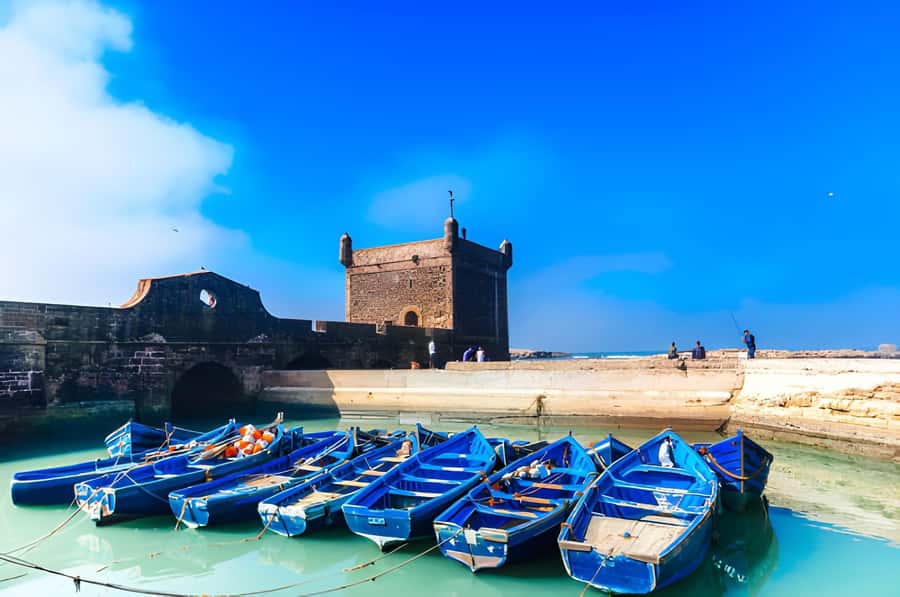 Essaouira Day Trip from Agadir - Flying goats in Argan trees: fun, not guaranteed