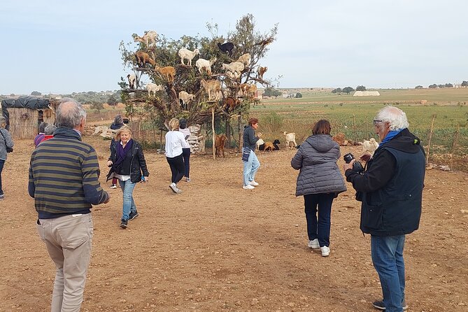 Essaouira day trip from Agadir & Taghazout - Getting there from Agadir and Taghazout without car stress
