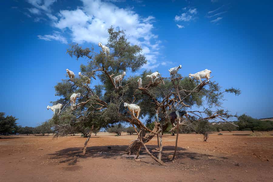 Essaouira Day Trip from Agadir - The 7:30 AM pickup and the Atlas drive to Essaouira
