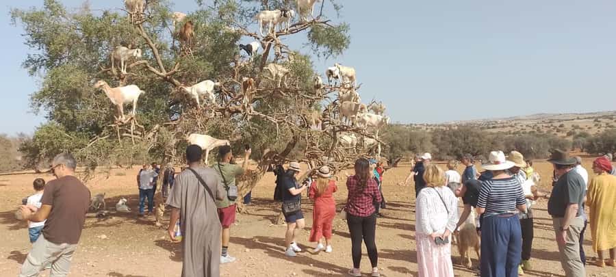 Essaouira Day Trip from Marrakech _ medina, old port - Essaouira medina and Mogador landmarks: ocher walls and souks