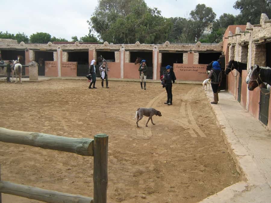 Essaouira: Full-Day Horse Riding Tour with Lunch - Key Highlights You’ll Care About