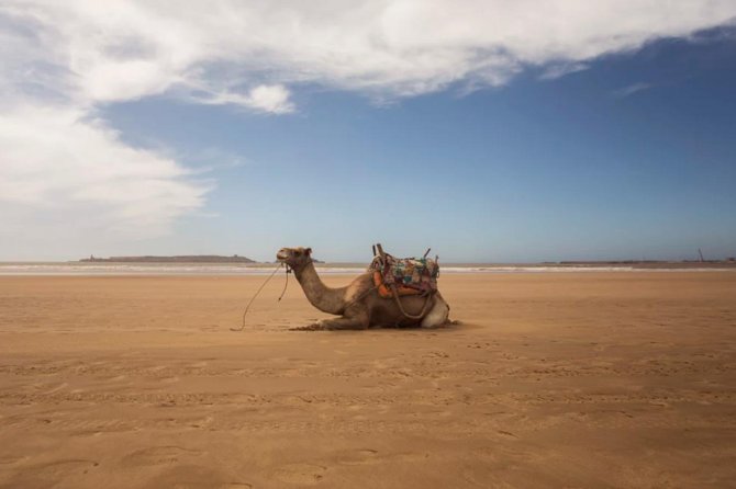 Essaouira Full Day Trip - Essaouira Medina Time: How to Use Your 3 Hours