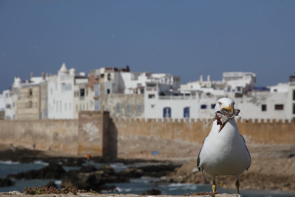 Essaouira Full Day Trip From Marrakech - Lunch and Snacks: Plan Around Not-Included Meals