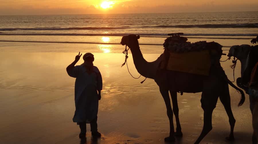 Essaouira: One Hour Dromedary Ride - The one-hour route: sand, dunes, Mogador island, and the wild mimosas