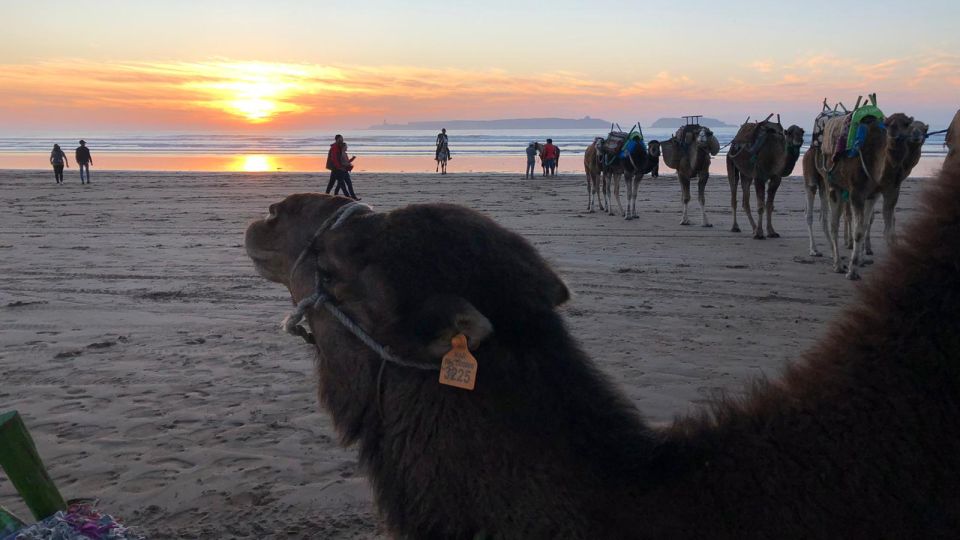 Essaouira P12 : 1h Quad bike tour and 1h dromedary Ride - Safety gear is included, but the real win is instruction