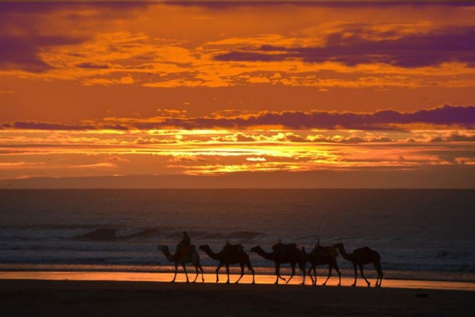Essaouira P12 : 1h Quad bike tour and 1h dromedary Ride - Price and value: is $64 fair for this two-activity day?