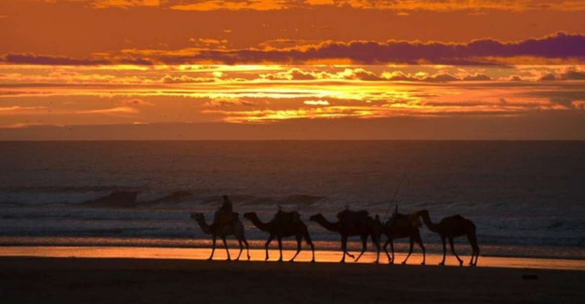 Essaouira P12 : 1h Quad bike tour and 1h dromedary Ride - If you’re deciding last-minute: should you book?