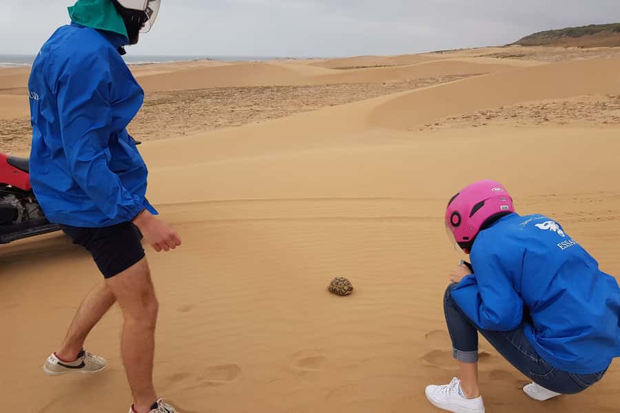 Essaouira P3: Quad tour forest beach dunes (free transfer) - Quick hits worth knowing