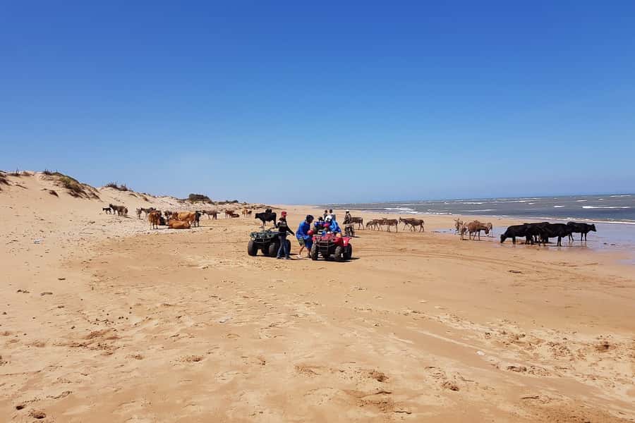 Essaouira P3: Quad tour forest beach dunes (free transfer) - Beach scenery: photos and that Essaouira coastal vibe