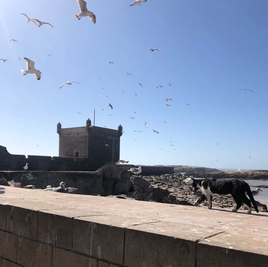 Essaouira: Private City Tour - Fishing Port to the Old Watchtower: your first real Essaouira snapshot