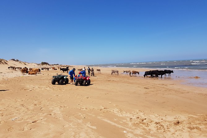 Essaouira: Quad/Seaside Tour (free transfer) - What You Might See Beyond the Quad: Hendrix and Coastal Moments