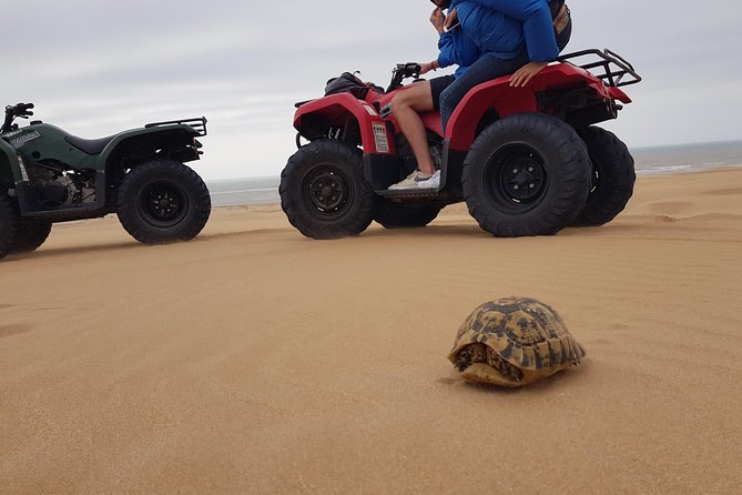 Essaouira: Quad tours (free transfer) - Price and Value: What $38.39 Gets You (and What to Check)
