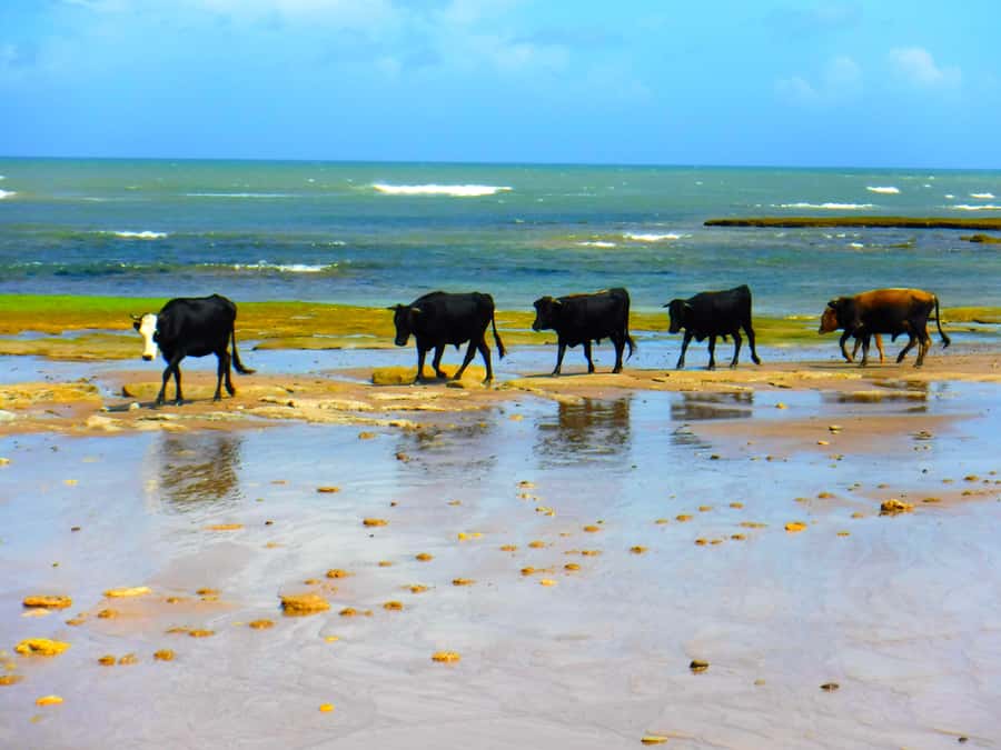 Essaouria: Beach & Big Dunes 2-Hour Quad Biking Tour - Key things to know before you go