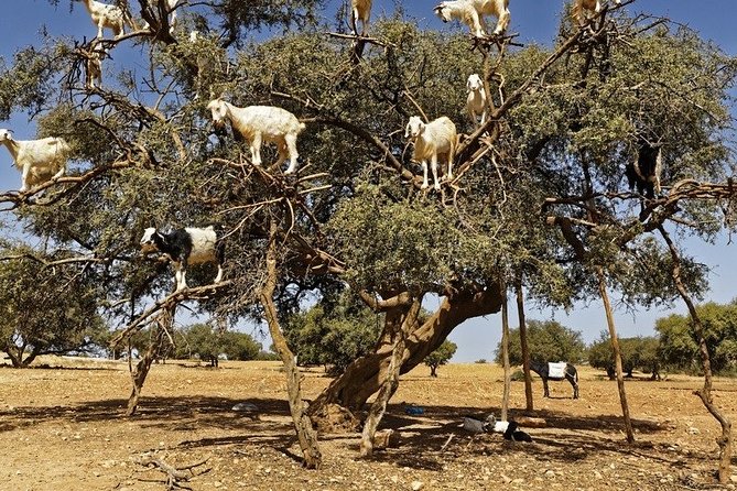 Essouira Full-Day Tour from Agadir with a group - The ride back to Agadir: finishing before dinner