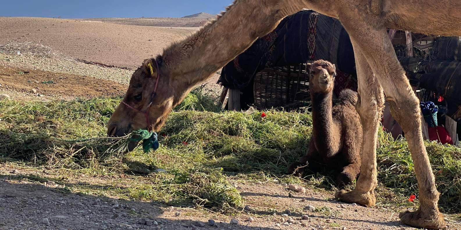 Evening Marrakech: Agafay Desert Quad , Camel & Dinner Shows - What to Bring and How to Dress for a Desert Evening