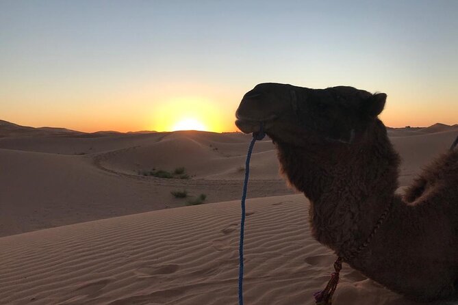 Exclusive Merzouga Desert Safari: Camel Ride, Sandsurf & Dinner - Why This Safari Feels Less Like Planning and More Like Travel