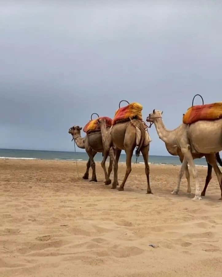 Exclusive Tangier Day Tour from Tarifa To Tanger with Tea - Logistics and Footwork: Where This Tour Works Best