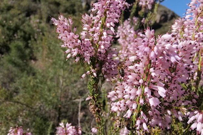 Excursion to Akchour's bridge of god (From Chefchaouen) - Talassemtane National Park: fir forests, rare plants, and bird-spotting