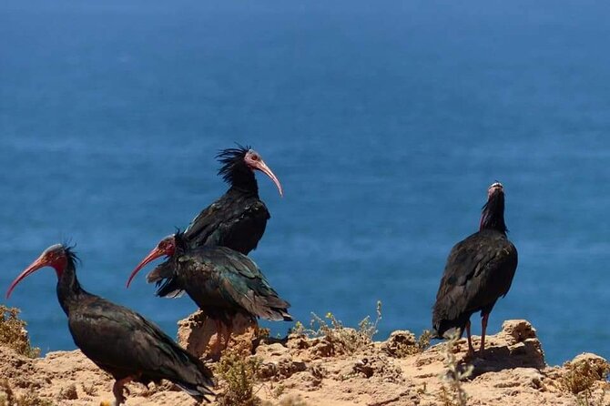 Excursions to the Souss Massa National Park - Key things to look forward to