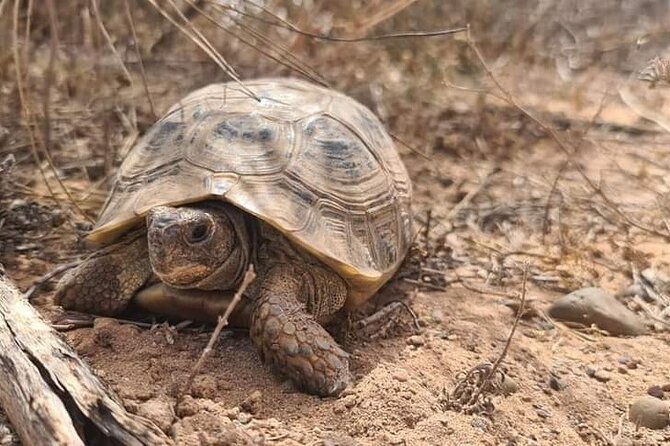 Excursions to the Souss Massa National Park - The museum stop: why endangered species context makes photos better