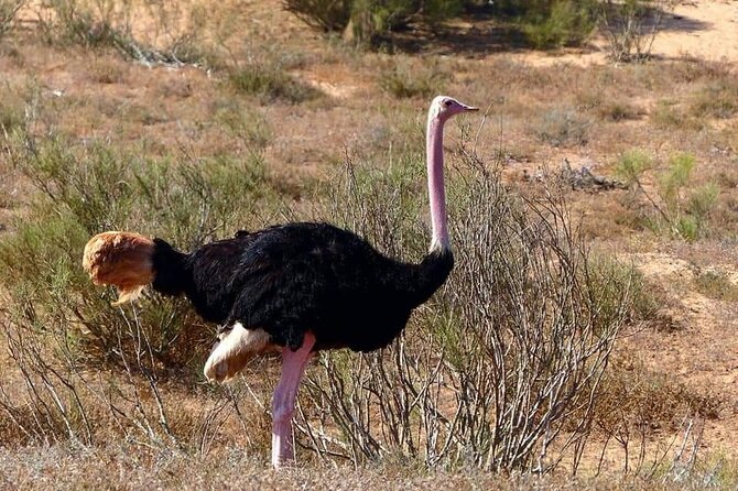 Excursions to the Souss Massa National Park - Flamingo time at Accrobranche Souss Park (and the seasonal reality)