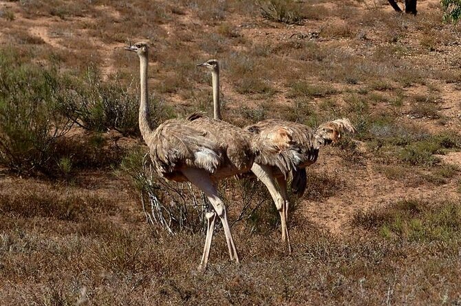 Excursions to the Souss Massa National Park - Price and value: is $87.11 a good deal?