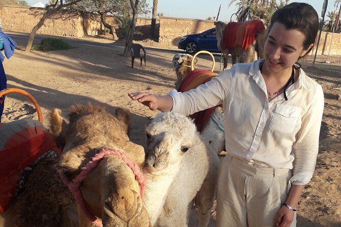 Experience Camel Ride Sunset or Anytime - The Camel Ride Through the Oasis Palmeraie: Pace, Scenery, and Village Mood