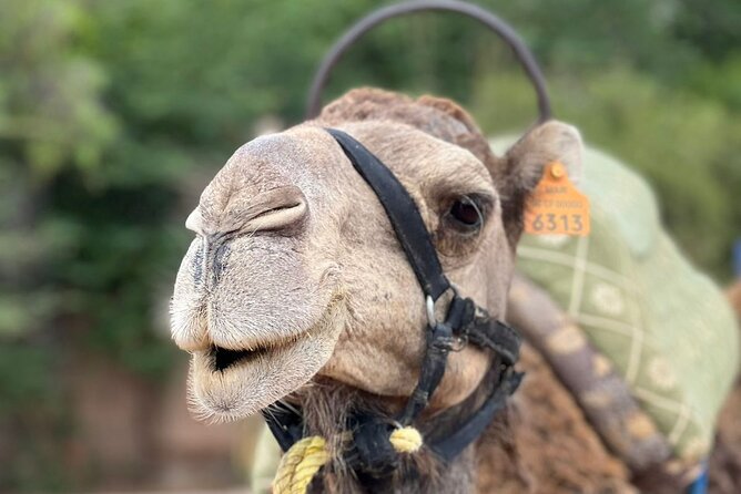 Experience Camel Ride Sunset or Anytime - The Mint Tea Stop: A Small Moment That Adds Meaning