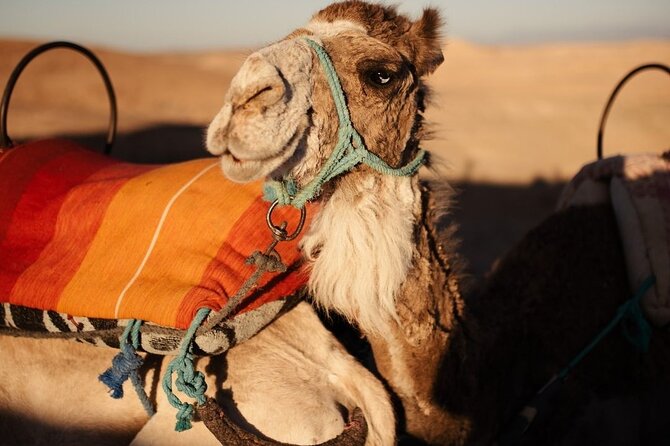 Experience the desert nomads in Marrakech! - Key things to know before you go