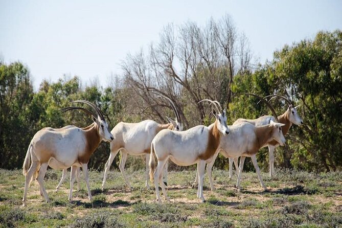 Explore Agadir wildlife national park safari with lunch & pickup - Key things that make this safari work so well