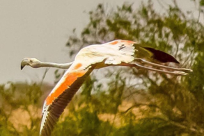 Explore Agadir wildlife national park safari with lunch & pickup - How the Souss Massa Safari Works From Agadir