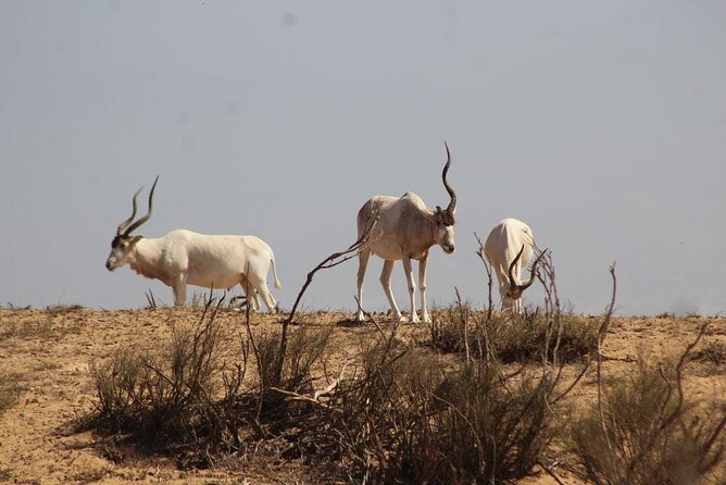 Explore Agadir wildlife national park safari with lunch & pickup - Park Basics: Birds, Mammals, and Reptiles in One Area