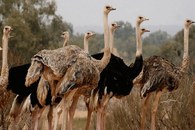 Explore Agadir wildlife national park safari with lunch & pickup - Wildlife Viewing in Practice: What Your Guide Helps You Spot