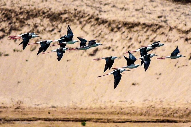 Explore Agadir wildlife national park safari with lunch & pickup - Timing That Makes Sense: A 5-Hour Morning Without the Burnout