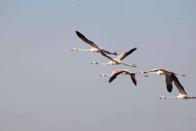 Explore Agadir wildlife national park safari with lunch & pickup - Lunch Included: Fuel for the Morning, Not a Food Afterthought