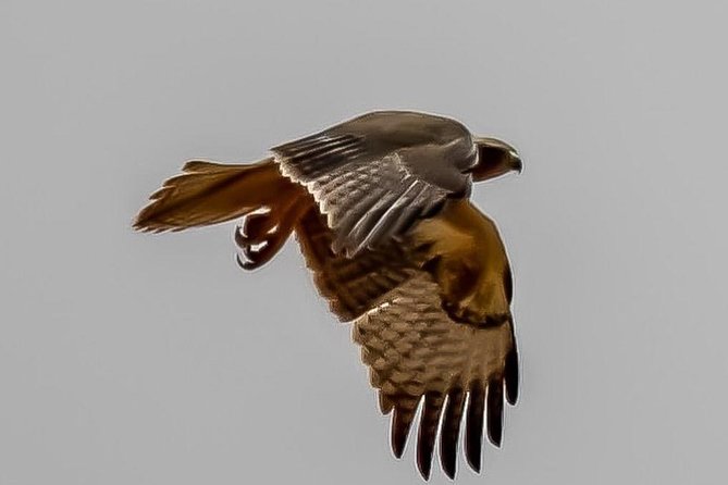 Explore Agadir wildlife national park safari with lunch & pickup - Comfort and Convenience: A/C, Pickup, and a Real Ticket