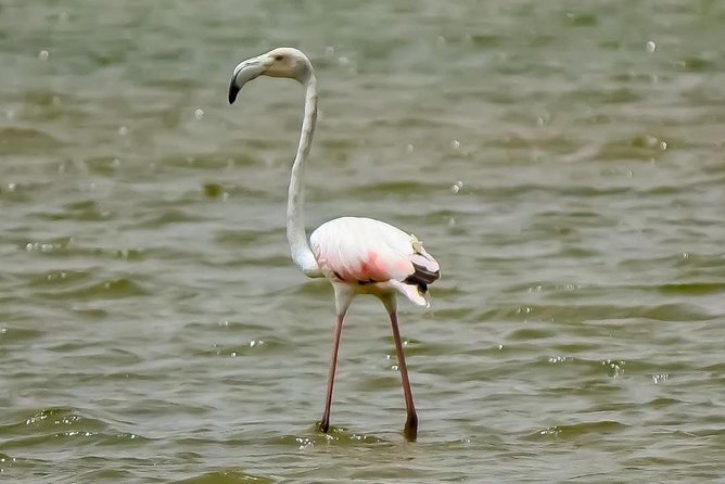 Explore Agadir wildlife national park safari with lunch & pickup - Price and Value: Is $83.66 Worth Your Time?